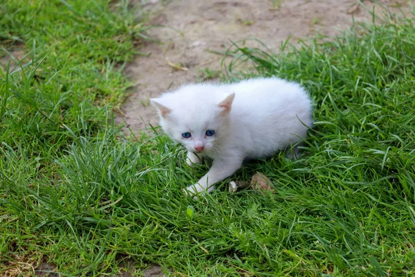 Mavi gözlü küçük beyaz bir kedi yavrusu yeşil çimlerin üzerinde oturur ve doğrudan kameraya bakar. Onun tüylü kürkü doğal çevreye karşı duruyor..