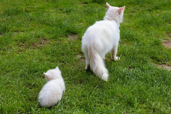 Yetişkin bir beyaz kedi ve küçük beyaz bir kedi birlikte yeşil çimlerin üzerinde yürüyorlar, izleyiciden uzaklaşıyorlar. Fotoğraf, birbirlerine olan sevgilerini ve bağlarını gösteriyor..