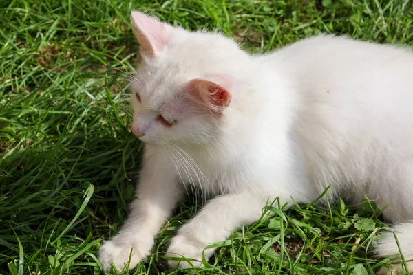 Yetişkin bir beyaz kedi gün ışığında yeşil çimlerin üzerinde dinleniyor. Gözleri kapalı yatıyor, sıcaklığın tadını çıkarıyor, sakin ve kaygısız bir görüntü yaratıyor..