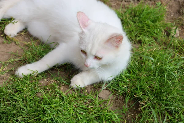 Yetişkin bir beyaz kedi güneşli bir günde yeşil çimlerin üzerinde dinleniyor. Uzanıyor, yan tarafa bakıyor ve sıcaklığın tadını çıkarıyor, sakin ve huzurlu bir görüntü yaratıyor..
