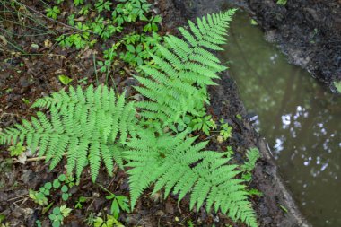 Yukarıdan bakıldığında nemli orman zemininde, bulanık suyun yanında yetişen eğrelti otunun vahşi ve nemli bir ortamda narin güzelliğini ve tazeliğini yansıttığını görüyoruz..