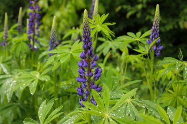 Çekim, çiçek açan bir lupanı yakalar. Uzun mor cilt bakımı, çiğ ya da yağmur damlalarıyla kaplı yeşil yapraklardan oluşan bir zemin üzerindedir.. 