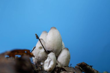 Bu makro çekim, yerden kuru yapraklar ve dallarla kaplı beyaz mantar kümesini gösteriyor. Parlak mavi arka planla olan bu zıtlık orman sakinlerinin narin güzelliğine ve benzersiz şekline dikkat çekiyor..