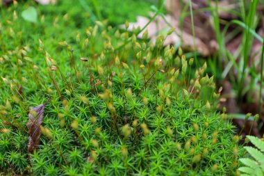 Küçük, parlak yeşil yosun filizleri ve küçük sarı kahverengi tomurcukları yoğun bir halı oluşturur. Makro çekim, doğanın mikro dünyasının güzelliğini vurgulayarak bu bitkinin hassas detaylarını ve dokusunu yakalıyor..