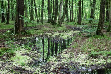 Ağaçlar ve gökyüzü, ormanda süzülen küçük bir su birikintisine yansıyor. Orman zemini düşen yapraklarla kaplı. Görüntüye sakin ve gizemli bir görünüm kazandırıyor..