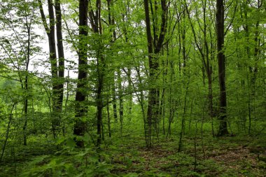 Yoğun, canlı yeşil gölgeliklere sahip genç ve yaşlı ağaçlar yoğun bir orman oluşturarak huzur ve sükunet hissi yaratıyor. Görüntü baharın tazeliğini ve enerjisini aktarıyor ve doğanın gizemini vurguluyor..