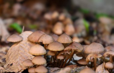 Orman zemininde düşmüş yapraklarla kaplı küçük kahverengi mantar kümesi oluştu. Bu makro fotoğraf, sonbahar ormanlarında huzur ve güzellik hissi yaratan mantarların narin şekillerini ve detaylarını gösteriyor..