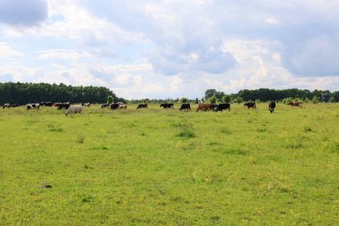Çeşitli renklerde inekler bulutlu bir gökyüzünün altında büyük yeşil bir çayırda otlayarak, huzurlu bir kırsal alan oluştururlar. Sahne huzurlu kır yaşamının doğal ortamla uyum içinde olduğunu gösteriyor..