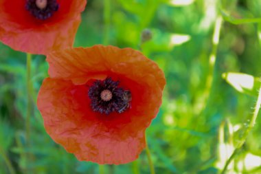 Arıların parlaklığı ve doğal uyumu sembolize ettiği, koyu siyah-mor merkezli canlı kırmızı bir gelincik. Çiçeğin zıt renkleri ve bulanık yeşil arkaplan bir yaz gününün dinamik görüntüsünü oluşturur..