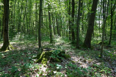 Yoğun bitki örtüsü ve çeşitli ağaçlarla dolu derin, yeşil bir orman huzur ve yalnızlık hissi yaratır. Güneş ışınları yere düşer, eşsiz bir ışık deseni yaratır ve doğanın güzelliğini ön plana çıkarır..