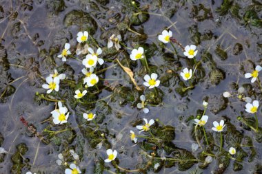 Narin beyaz çiçekler şeffaf suyu kıran küçük saplar üzerinde çiçek açarlar. Bu sahne bir huzur hissi yaratıyor ve basit ama görkemli anları saklayan doğal güzelliği mükemmel bir şekilde yansıtıyor..