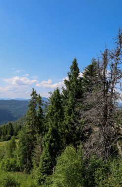 Dağ yamacının panoramik manzarası. Her yer yeşil ağaçlarla kaplı. Mavi gökyüzüne doğru uzanan beyaz bulutlar..