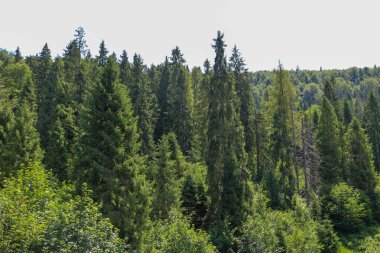 Antik ladin ve diğer ağaçlar yoğun bir şekilde tepeyi kaplayarak, pitoresk bir orman manzarası yaratıyor. Şırınga ve yaprakların yemyeşil gökyüzüne uzanması huzur ve doğanın ihtişamı veriyor..