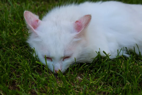 Yumuşak beyaz bir kedi tamamen rahat bir şekilde yeşil çimlerin üzerinde uyuyor. Pembe kulakları ve burnu, beyaz kürküyle hassas bir zıtlık yaratır. Huzur ve rahatlık hissi verir..