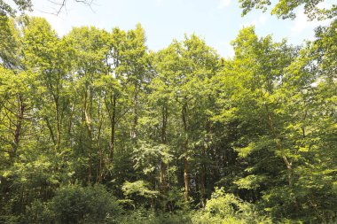 Yoğun bir orman gölgesinin altından bir manzara, uzun ağaçların açık gökyüzüne karşı sürekli yeşil bir halı oluşturduğu bir yer. Fotoğrafta yükseklik hissi ve doğanın ihtişamı aktarılıyor. Engin bir orman atmosferi yaratıyor..