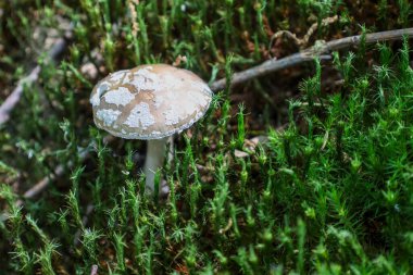 Canlı yeşil yosunlarla kaplı, orman zemininde yetişen kendine özgü desenli küçük bir mantar..