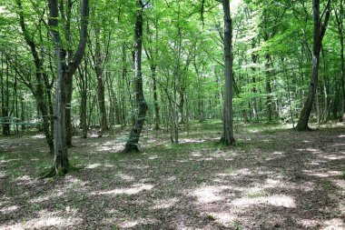 Uzun ağaçlar ve yoğun yeşil bir gölgeliği olan sakin bir orman manzarası. Güneş ışınları yaprakları yararak yerdeki gölgelerin bir kalıbını oluşturuyor. Bu da fotoğrafa derinlik ve gizem katıyor..