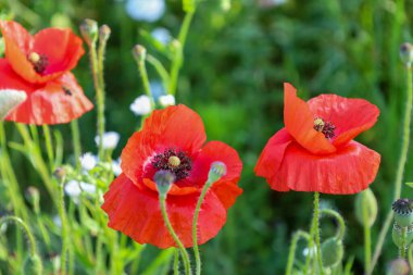 Hassas taç yapraklarını ve karanlık merkezlerini gösteren kırmızı gelinciklerin yakın plan çekimi. Bu fotoğraf çiçeklerin detaylarını ve dokusunu vurguluyor. Yeni bir yaz sabahı hissi yaratıyor..