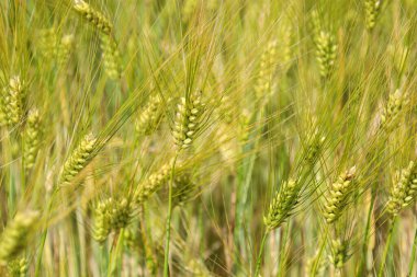 Olgunlaşmaya başlayan yeşil buğday kulaklı bir alan hasat ve canlılık için bir beklenti hissi yaratıyor. Makro çekim tazeliği, dinamizmi ve doğal güzelliği taşır. Huzur dolu bir atmosfer..