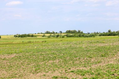 Genç filizlerle dolu geniş bir alan ufka kadar uzanıyor ve atmosferi ferik bir hisle dolduruyor. Yeşil çayırlardan ekili araziyi ayıran uzak bir sıra ağaç bu sakin yaz manzarasına derinlik katıyor.