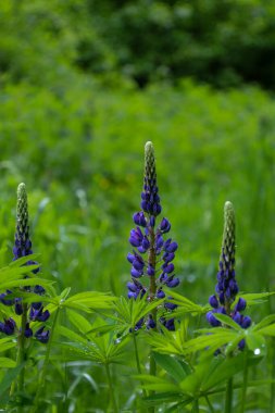 Yeşil çimlerin üzerinde mavi lupların üç kökü yükseliyor, yaprakları çiğ damlalarıyla kaplanıyor. Sığ alan derinliği sayesinde, odak noktası ön planda, bu da görüntüyü eşsiz ve çekici kılıyor..