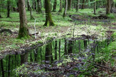 Etrafındaki ağaçları ve gökyüzünü yansıtan küçük bir su birikintisi olan sessiz bir orman manzarası. Çamurda tekerlek izleri ve yoğun bitki örtüsü görülebiliyor. Bu da bozulmamış bir sükunet ortamı yaratıyor..