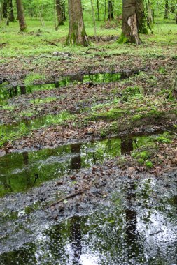 Yağmurdan sonra, derin su birikintileri ormandaki toprak bir yolda şekillenerek etrafındaki ağaçların yansımasını oluşturdu. Genel görünüm doğal dinamiklerle dolu. Ormanın sessizliğindeki elementlerin izlerini yansıtıyor..