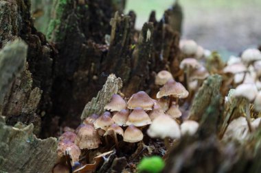 Küçük orman mantarları çürümüş bir kütükte büyüyen büyük bir küme oluştururlar. Bulanık arka plan sayesinde, kırılgan mantarlardan oluşan detaylı ön plan, görüntüyü eşsiz kılıyor..