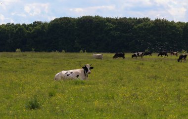 Sürünün geri kalanı arka planda huzur içinde otlarken, siyah ve beyaz bir inek sarı çiçeklerin arasındaki yeşil bir çayırda dinleniyor. Orman kuşağının üstündeki gökyüzünde bir kuş sürüsü görülebiliyor. Bu huzurlu kırsal bölgeye dinamik katıyor..