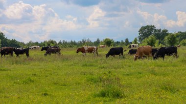 Benekli inekler küçük sarı çiçeklerle kaplı yeşil bir çayırda otluyorlar. Mavi gökyüzü, kabarık bulutlarla hayvanların kafalarının üzerine yayılarak kırsal yaşamın huzurlu bir resmini oluşturuyor..