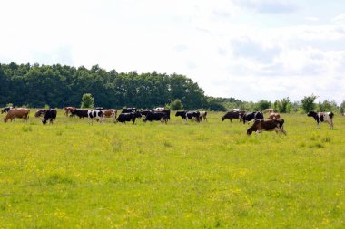 Kocaman bir inek sürüsü, parlak yaz güneşinin altında yemyeşil bir çayırda otluyor. Arka planda, bir orman kuşağı ve ender bulutlarla dolu mavi bir gökyüzü görülebiliyor ve tipik bir kırsal cennet yaratıyor..