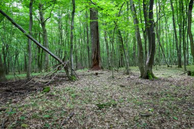 Eski ormanların arasında içi boş bir ağaç gövdesi. Zemin kuru yapraklardan oluşan bir katmanla kaplı ve güneş ışınları, yoğun ağaç taçlarını zar zor geçerek gizem ve sükunet ortamı yaratıyor..