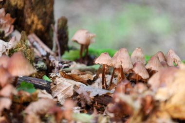 Ormanın zemininde düşen yaprakların arasında büyüyen küçük bir mantar kümesi.. 