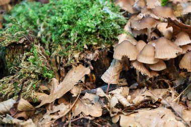 Ormanın zemininde düşen yapraklar ve yeşil yosunlar arasında küçük bir mantar kümesi büyüyor. Bu fotoğraf doğal çevrenin dokusunu ve detaylarını vurgular, sonbahar ormanlık atmosferi yaratır..