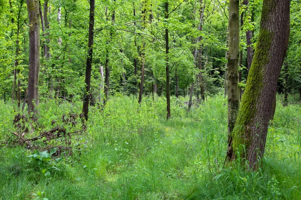 Yeşil çimenler toprağı kaplayarak mükemmel bir halı oluştururken, uzun ağaç gövdeleri gökyüzünü delip geçiyor ve kalın taçlar gölge ve serinlik sağlıyor. Sahne, doğanın tazeliğini, sükunetini ve ihtişamını ifade eder..