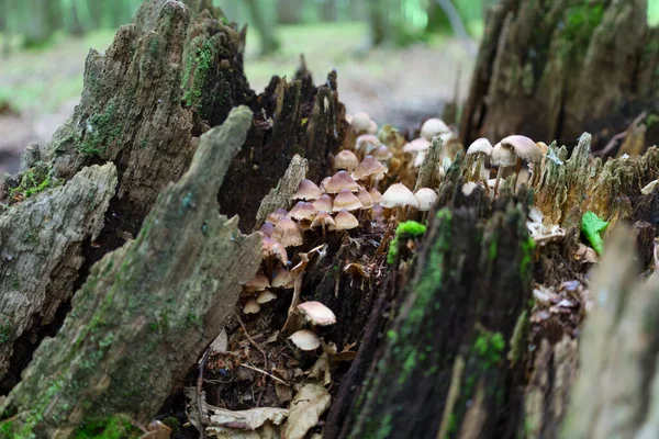 Ormandaki eski bir kütük küçük mantarlardan oluşan bir ailenin yuvasıdır. Ormandaki çatlaklardan büyürler, kompakt bir grup oluştururlar, bu da doğal nesneyi ilginç kılar..