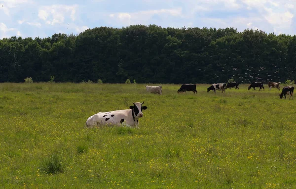 Sürünün geri kalanı arka planda huzur içinde otlarken, siyah ve beyaz bir inek sarı çiçeklerin arasındaki yeşil bir çayırda dinleniyor. Orman kuşağının üstündeki gökyüzünde bir kuş sürüsü görülebiliyor. Bu huzurlu kırsal bölgeye dinamik katıyor..
