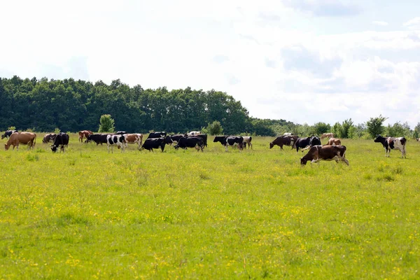 Kocaman bir inek sürüsü, parlak yaz güneşinin altında yemyeşil bir çayırda otluyor. Arka planda, bir orman kuşağı ve ender bulutlarla dolu mavi bir gökyüzü görülebiliyor ve tipik bir kırsal cennet yaratıyor..