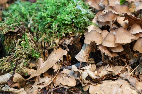Ormanın zemininde düşen yapraklar ve yeşil yosunlar arasında küçük bir mantar kümesi büyüyor. Bu fotoğraf doğal çevrenin dokusunu ve detaylarını vurgular, sonbahar ormanlık atmosferi yaratır..