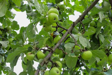 Daha olgunlaşmamış, yoğun yapraklarla çevrili yeşil meyvelerin ağırlığı altında bükülen elma dallarının yakın çekimi.