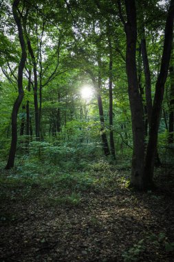 Sabah güneşinin ışınları ağaçların yoğun yapraklarını delip geçer, orman tabanını aydınlatır ve büyülü bir atmosfer yaratır..