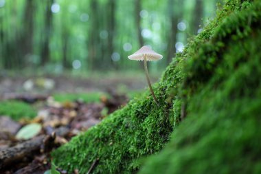 Narin beyaz bir mantar, canlı yeşil yosunlarla kaplı bir ağaç dalında yetişir ve ormanın peri masalı görüntüsünü yaratır..