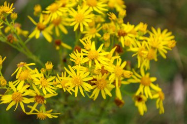Parlak sarı çiçeklerden oluşan gür bir çalı, papatyaları andırıyor, yeşil bir tarlayı süslüyor, neşe saçıyor ve neşe saçıyor. Yakın çekim hassas güzelliklerini ve ince detaylarını vurgular. Doğanın canlı ve neşeli bir görüntüsünü oluşturur..