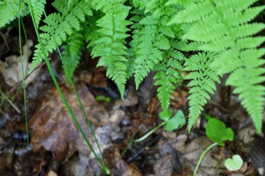 Taze, narin eğreltiotu yaprakları, küçük çiğ damlaları, geçen yılın yapraklarının bir katmanının üzerine incelikle eğilmiş. Yeni yaşamla geçmiş arasındaki bu zıtlık doğal orman zemininin döngüsel doğasını ve zenginliğini vurgular..