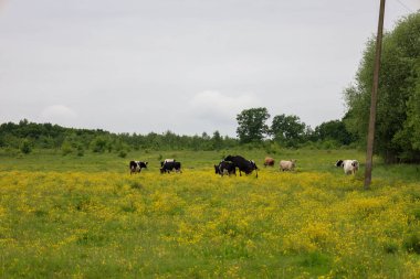 Bir inek sürüsü parlak sarı çiçeklerle benekli büyük yeşil bir çayırda otluyor. Hayvanlar özgürce hareket ediyor, tepeler ve ağaçlar arasında huzurlu bir kırsal alan oluşturuyor..