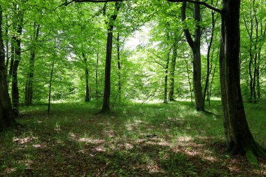 Güneş ışığı ağaçların yoğun gölgesine nüfuz eder. Ormanda düşen yapraklar ve taze çimlerle kaplı ışık demetleri oluşturur. Bu orman manzarası doğanın gücünü ve ihtişamını vurgulayarak huzur içinde nefes alıyor..