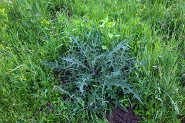 Dikenli, gümüşi yeşil yapraklı, uzun yeşil çimlerin ortasında yetişen vahşi bir bitki. Parlak renkler ve keskin detaylar bu bitki ve çevresi arasındaki zıtlığı vurgular..