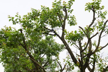 Yeni, taze filizler ve yukarı uzanan taze yapraklarla budanmış bir ağacın dalları. Ağaç gövdeleri kesilmiş ama yeniden doğuşu ve büyümeyi simgeleyen taze yeşilliklerle kaplanmış..