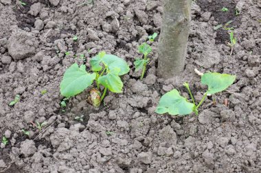 Narin yeşil yapraklarla genç filizler nemli ve gevşek toprağı delip geçer. Yeni bir hayatın ve büyümenin başlangıcını simgeleyen küçük bir ağacın gövdesinin yakınındalar..