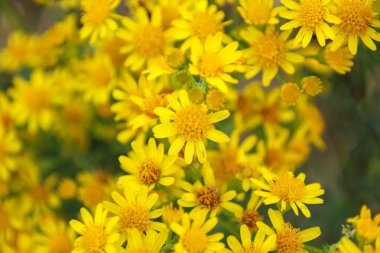 Bir dalı yoğun bir şekilde kaplayan bol miktarda küçük sarı çiçekler parlak ve neşeli bir görüntü yaratır. Bu doğal sahne güneş ışığını, neşeyi ve hayati enerjiyi simgeler, atmosferi yaz tazeliği ve dinginliği ile doldurur..